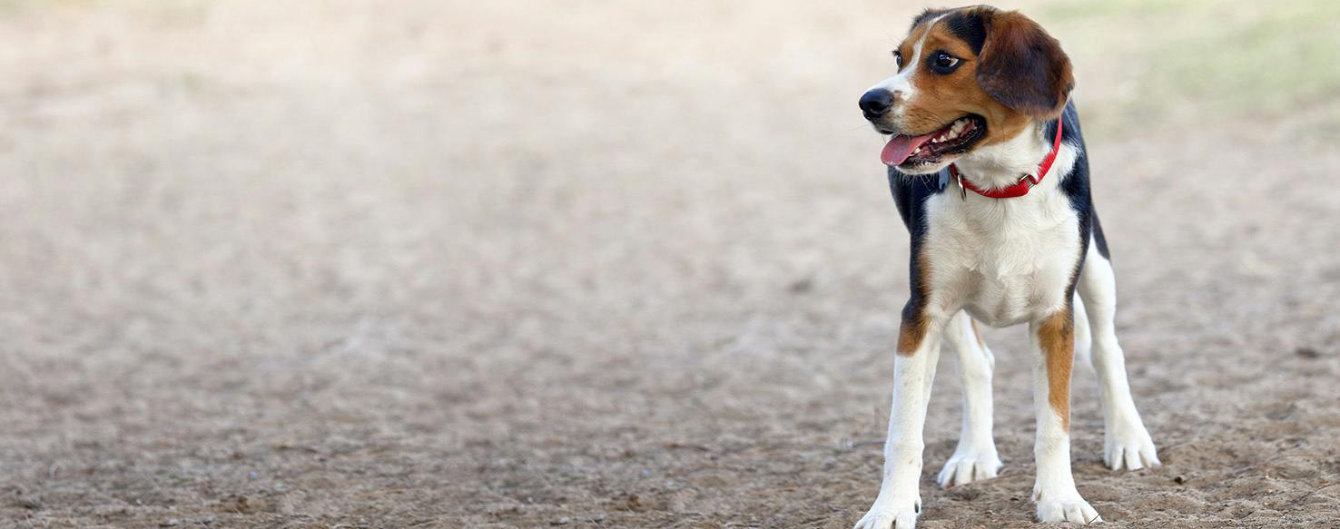 Dog Names Ending in og Popular Male and Female Names Wag!